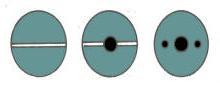 Types de vis